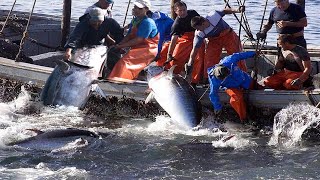 This is How we Fishing Hundreds Of Giant Tuna Every Day - Big Catch Tuna and Swordfish on the Boat