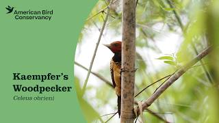 Kaempfers Woodpecker: Avian Anteater