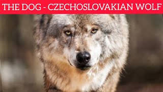 The Czechoslovakian Wolf DOG Education and Characteristics by Smart Dog and Cat Lover 74 views 1 year ago 5 minutes, 4 seconds