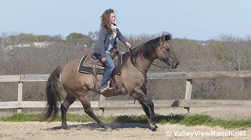 PJS Dusty Zan King - jog, lope, stops, turns! - ValleyViewRanch.net