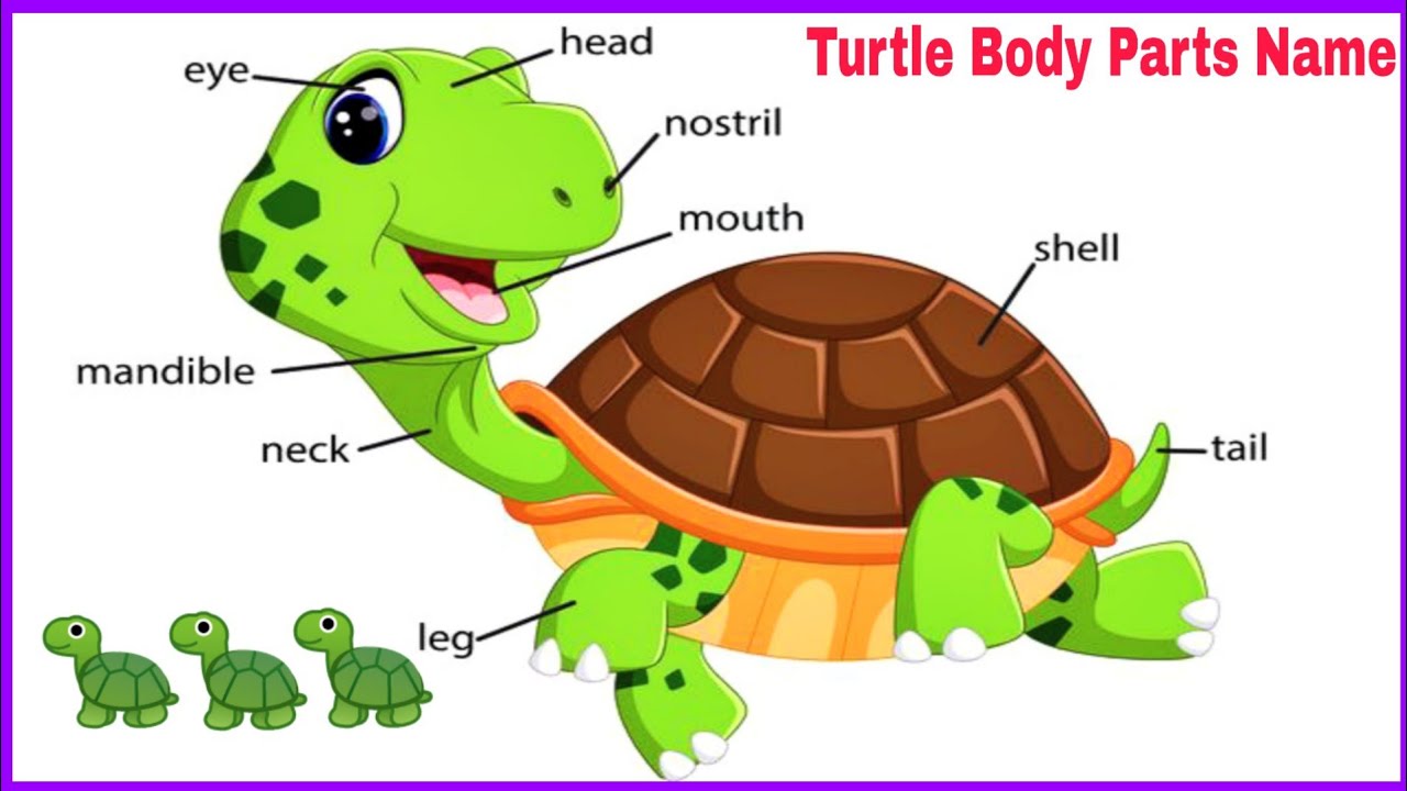 Как будет черепаха на английском