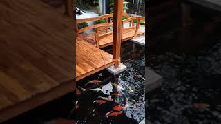 KOLAM IKAN  KOI MINIMAILIS GAZEBO DI RUMAHKU KEBUMEN