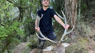 Bush bashing in tight scrub for big red stags