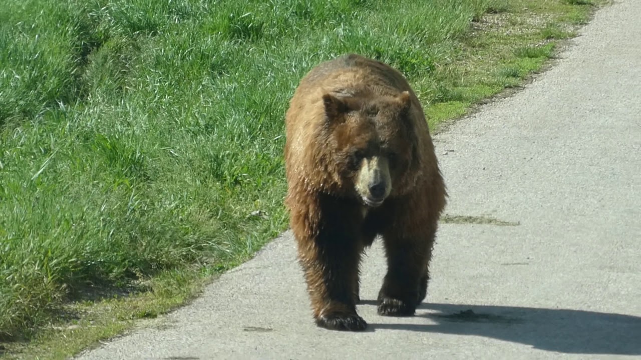 Bear Country USA, Rapid City, South Dakota YouTube