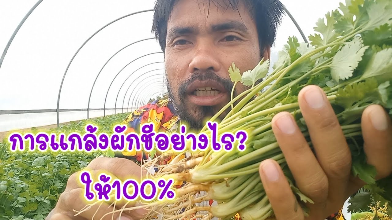 *แจกสูตรใหม่*การปลูกผักชีในกระถางปูนแบบหยอดเมล็ด ปลูกแบบนี้ต้นไม่เน่าใบไม่เหลือง/เต๋าสายกลาง