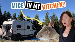 More RODENTS BLM COLORADO Camping in Leadville  Does Peppermint Oil Work? | RV Living