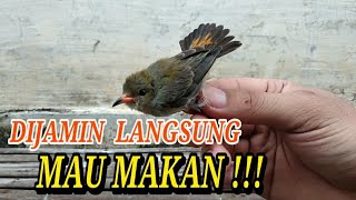 Cara Mengajari burung baret merah / cabe cabean makan pisang