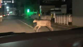 カモシカ疾走　未明の盛岡市街地に出没