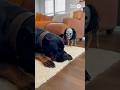Wake Up Prank!Dog's Reaction is So Cute😂 #shorts