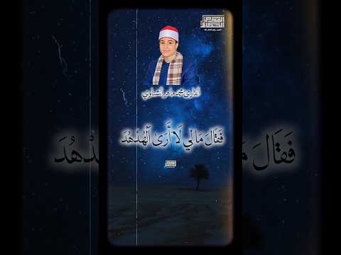 مستقبل دولة التلاوة و ت ف ق د ٱلط ی ر القارئ محمد ماهر الشناوي القرآن الكريم