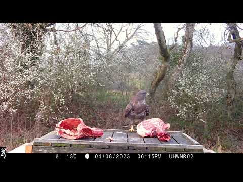 Buzzard call
