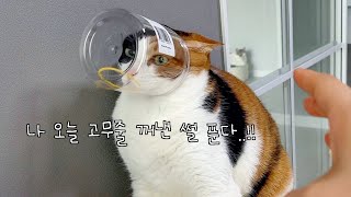 Rubber Band Cat Challenge! by 지안스캣 Jian's Cat 22,800 views 7 months ago 4 minutes, 42 seconds