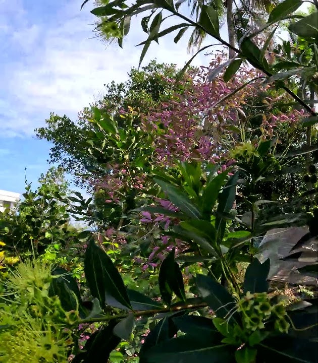 Rosida