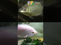 ikan ini sangat senang berciuman