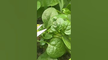 Malabar spinach harvesting skills #farming #shorts