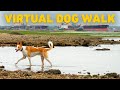 No ads tv for dogs  dog walking in coastal nature  relaxing music for dogs
