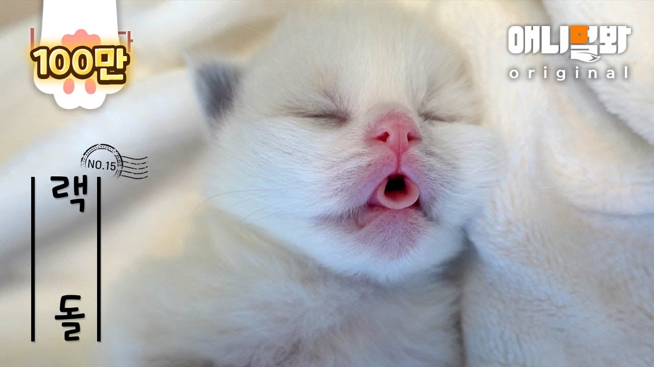 Я 16 дней старый Ragdoll кошка