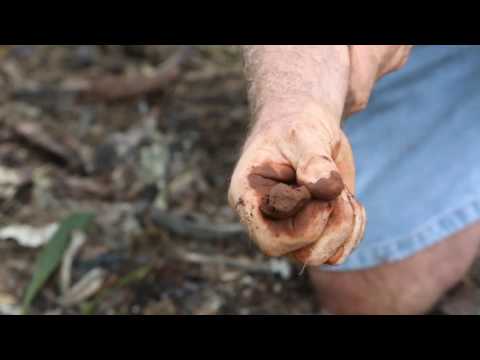 Getting Boron Right in Avocados