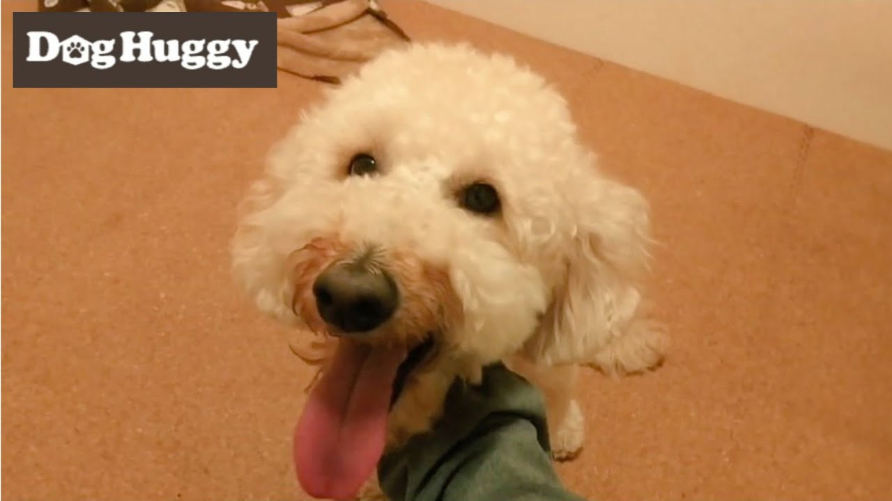 ミニチュアドゥードルのJayちゃん【DogHuggy お預かり動画‎´•ﻌ•`🐾】