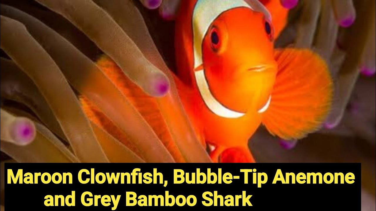 Maroon Clownfish, BubbleTip Anemone and Grey Bamboo Shark YouTube