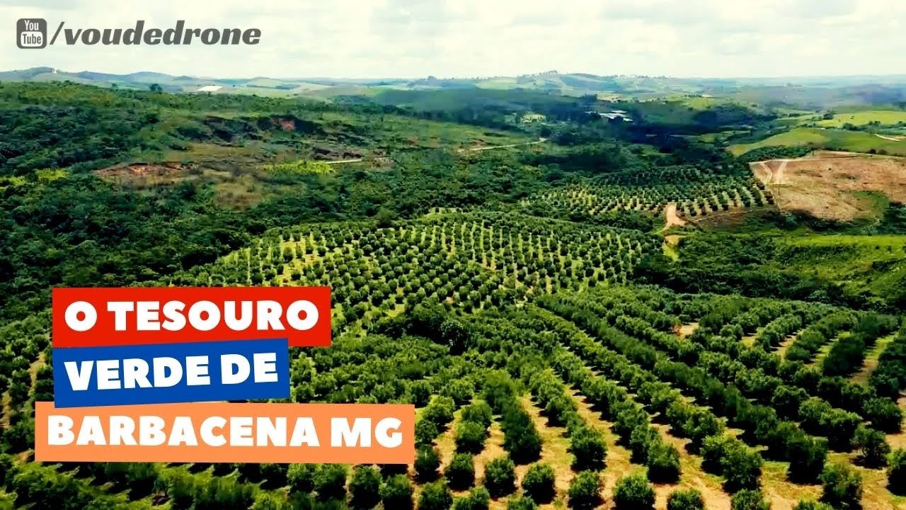 Como funciona uma plantação de azeitonas CONHEÇA UM OLIVAL - AZEITE PAOLUCCI ⁴ᴷ