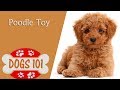 Dogs 101 - TOY POODLE - Top Dog Facts About the TOY POODLE