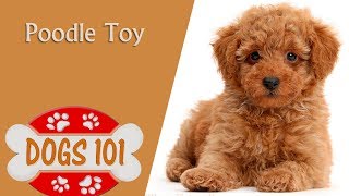 Dogs 101 - TOY POODLE - Top Dog Facts About the TOY POODLE