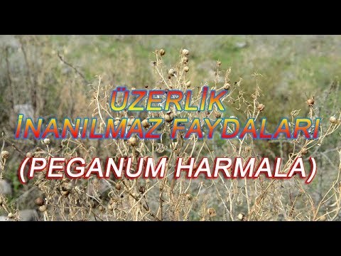 Üzerlik toxumları faydaları