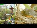 Lgr bird feed  bird nest april 20 2024