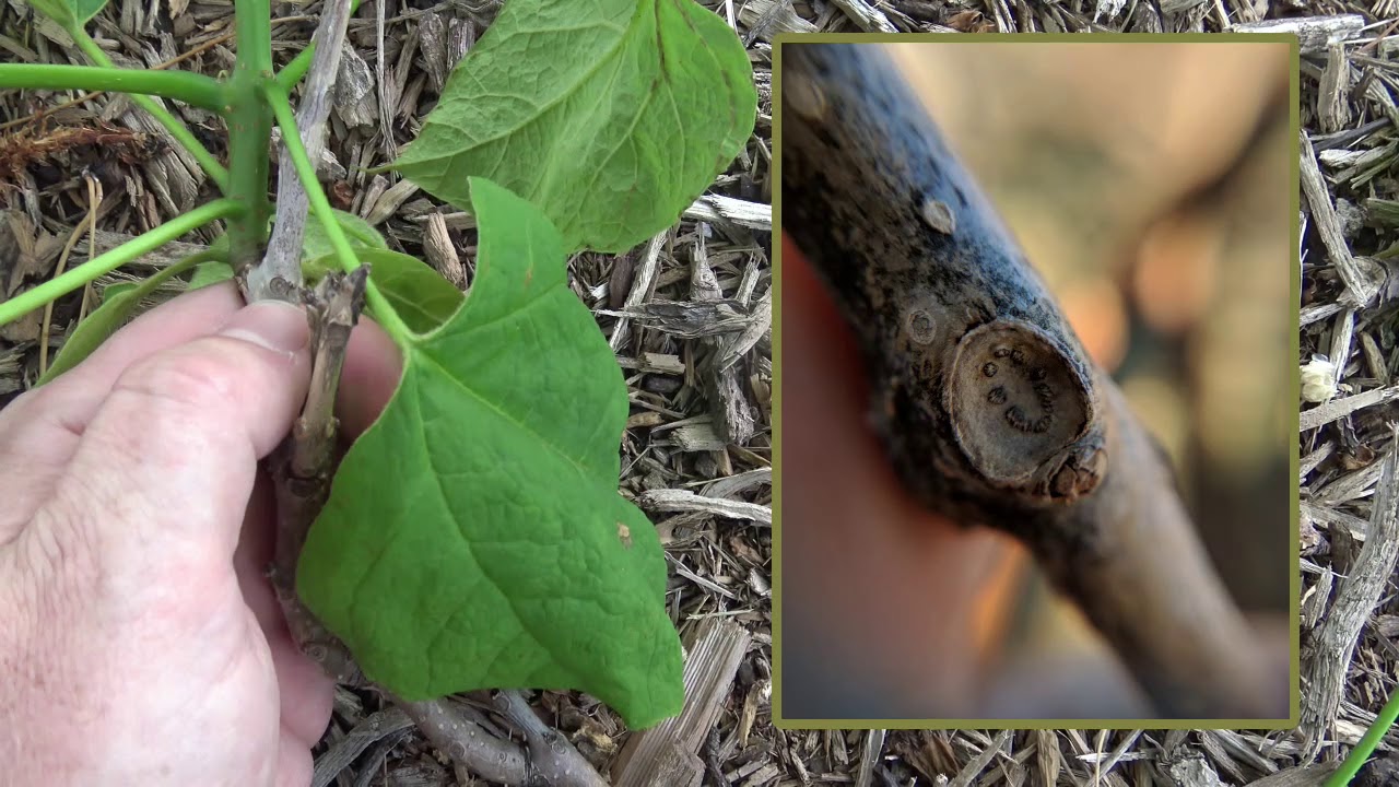 How Can You Tell The Difference Between Northern And Southern Catalpa?