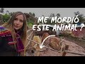 Antes del Machu Picchu hice un recorrido por la ciudad de Cusco I Perú Vlog #3