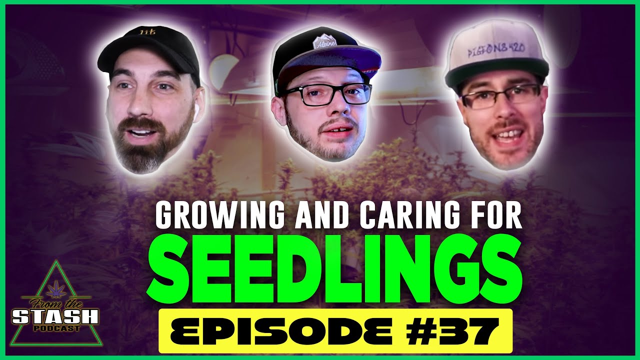 Caring For Plant Seedlings - From the Stash Podcast Ep. 37