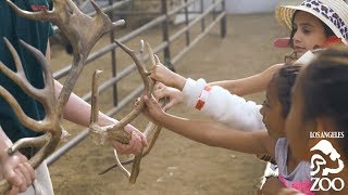 Reindeer Romp is at the L.A. Zoo through January 7, 2018. Get to know the animal keepers who take care of these awesome 