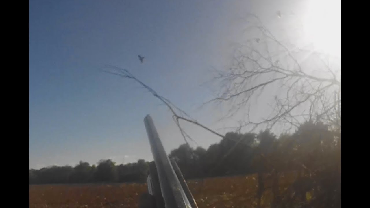 2018 Missouri Dove Season by Kevin Dooley DVM YouTube