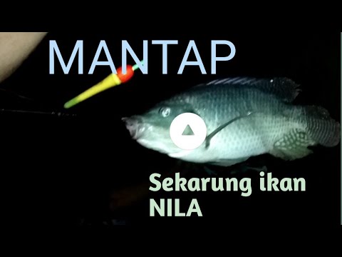 MANTAP#mancing ikan nila malam hari dapat sekarung