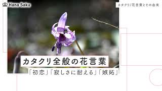 カタクリ 片栗 の花言葉 由来 花の特徴や誕生花は 怖い意味も Hanasaku