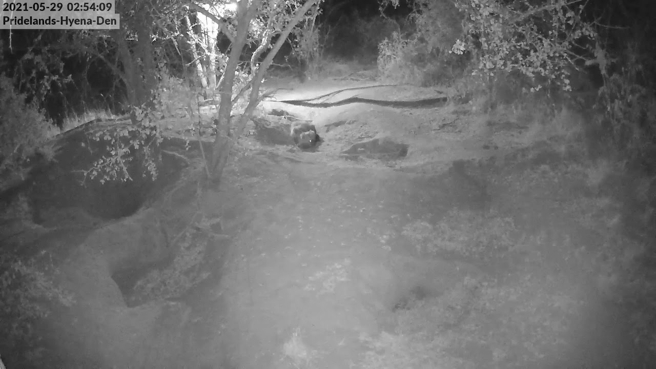 Live: Pridelands Hyena Den - Camera 1