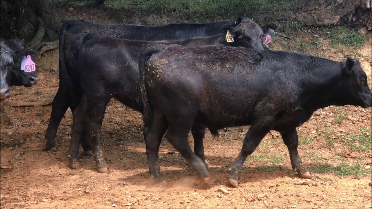 2018 Wilmoth Farms - YouTube