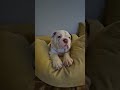 Sweet baby Pone #bulldog #englishbulldog #baby# sweet