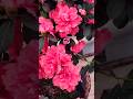 💞💖 Azalea Flowers🌸#plants #flowers #nature #bloom #beauty #happy #song #shortvideo #viral