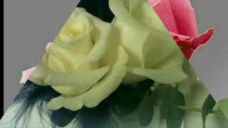 The Rose Giovanni Marradi  