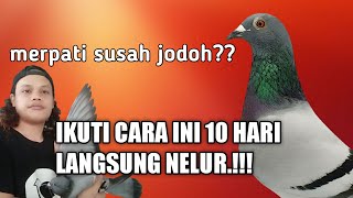 CARA JODOHIN MERPATI YANG BENAR SAMPAI JADI JUARA ‼️