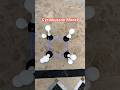 Model of Cyclobutane #C4H8 #model #memes #modelstructure #trendingmodel #trendingshorts #million