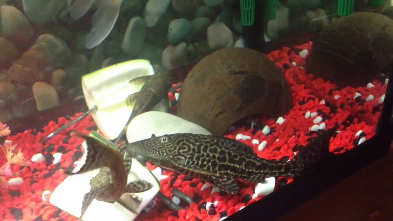Peces goldfish , plecostomus y ancistrus comiendo calabacín YouTube