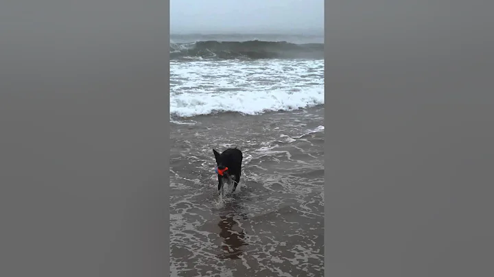 Calisi surfing the Atlantic!