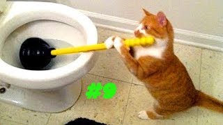 Смешные коты и котики, приколы про котов до слез - Смешные кошки #9 Смешные коты и котики, приколы про котов до слез - Смешные кошки #9