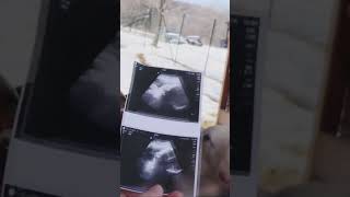 SHEEP reveal BABY LAMB news(so much feelings) #cuteanimals