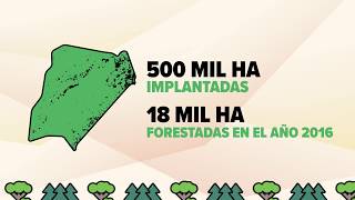 La forestoindustria en Corrientes