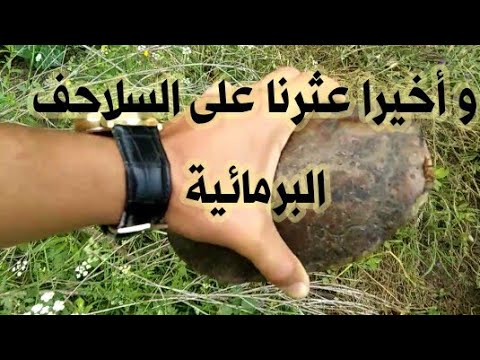 البحث عن السلاحف البرمائية ... عثرنا على أربعة