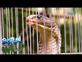 Born to be Wild: Batangas residents capture a 112-inch King Cobra